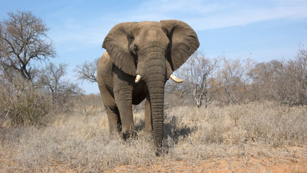 About 100,000 African elephants are estimated to have been poached between 2007 and 2013.