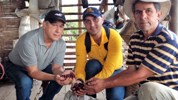 Freshly harvested coffee still inside the distinctive red berry, (from left to right): Farm co-owner Mario De Jesús Murillo Benjumea, Nestor Salazar, an agronomy engineer employed by the Colombian Coffee Growers Federation and Mario's brother and business partner Carlos Duvan Murillo Benjumea on the brothers' farm  outside Chinchina, Caldas, Colombia. 
