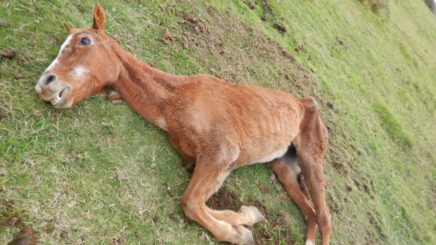 Marina the horse so badly starved she could not stand. Rescuers were forced to euthanise