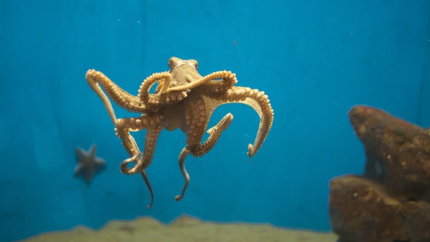 Scientists have found that octupuses  are either right or left tentacled.