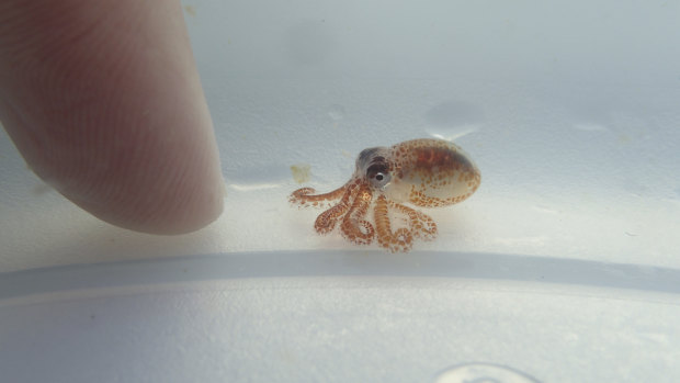 A tiny baby octopus inside a plastic container at Kaloko-Honokohau National Historical Park in waters off Kailua-Kona, Hawaii. 