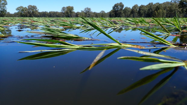 The cull is intended to protect the national park, which includes internationally-significant wetland.