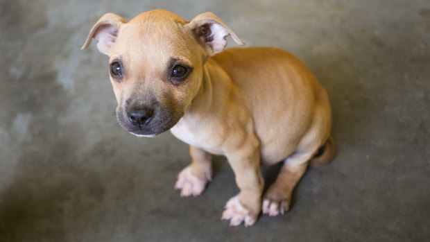 One of the puppies rescued during the raids.