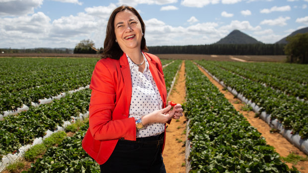 Queensland Premier Annastacia Palaszczuk pledged $1 million to help embattled strawberry farmers, and offered a $100,000 reward for information leading to the conviction of those responsible.
