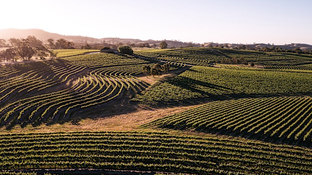 Pewsey Vale specialises in making riesling – and lots of it.