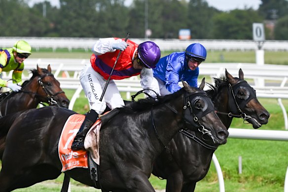 Luke Currie steers Artorius to victory in the Blue Diamond Stakes.