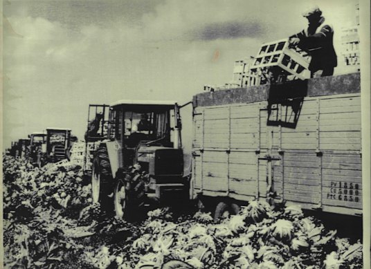 “We’d grown up with the idea that a nuclear apocalypse was not implausible”: In 1986, farmers in western France dump cauliflowers amid a big drop in the consumption of fresh produce following the Chernobyl nuclear plant disaster.