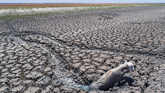 According to Mr Moir, the mud was too soft to drive on, meaning the animals were unable to be saved. 