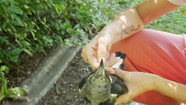 Kylie Conroy has been moving the unwell birds into her backyard. 