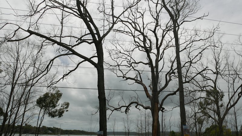 A view to kill for: Tree vandalism and poisoning on Redland Bay