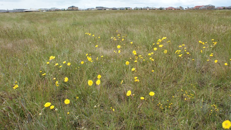 Melbourne’s grasslands face ‘extinction’ without greater protection