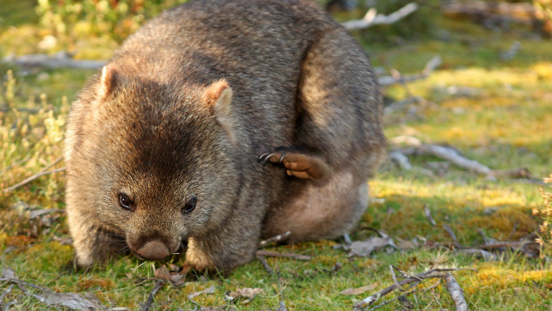 Outdated': Legal loophole allowing wombats to be killed has been scrapped