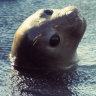 The bird flu virus has adapted to sea mammals. Scientists are puzzled