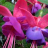 Fuchsia is flowering enthusiastically at the moment.