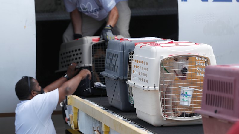 Snakes on a plane? Special cargo you didn’t know you were flying with