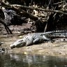 Not a croc: The animal that bit the most people in north Qld