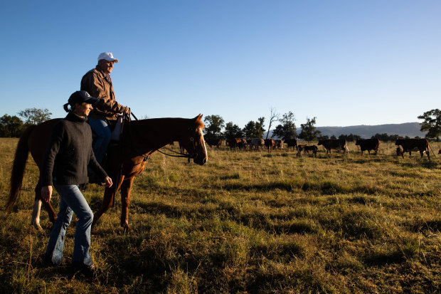 Nic Robertson joins her husband Doug, with their horse Hamish, as they muster cattle on their property near Scone. 