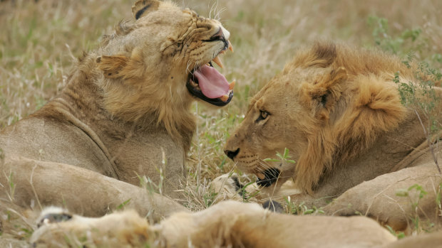 The man's body was found in the Crocodile Bridge area of Kruger National Park, known for its concentration of lions. 