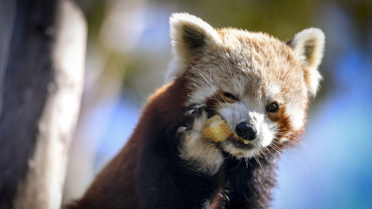Melbourne Zoo omit fruit from primates diets because of sugar content
