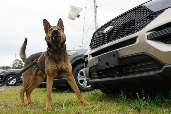 Virginia  police dog Aries, will retire when Marijuana is legalised in his state on July 1. 