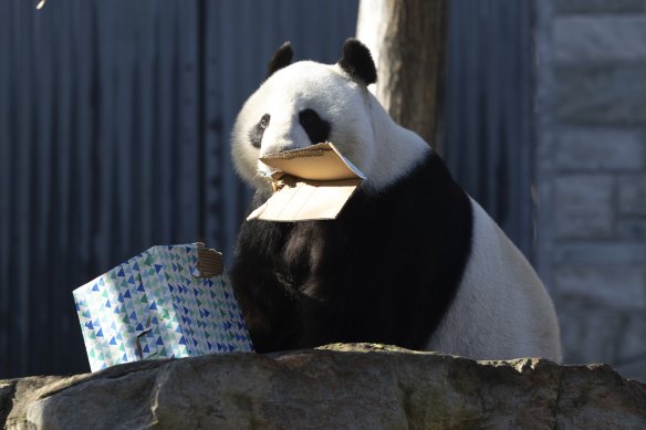 Wang Wang, one of the pandas at Adelaide Zoo.