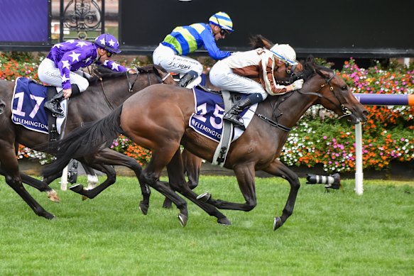 Racing 2023: Amelia Jewel and Legarto attract interest heading into ...