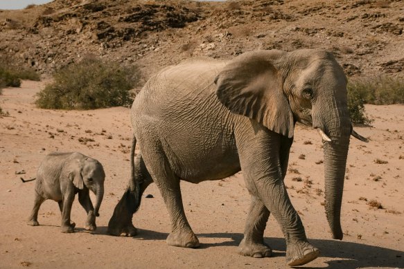 Star Minerals hopes its Cobra uranium project in the Erongo region will become another project like those before it which have made Namibia serious “elephant country” for uranium.
