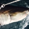 Shark drumline trial off WA's South West coast gets EPA approval