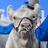Don’t sacrifice us for deal with Australia, Irish farmers warn