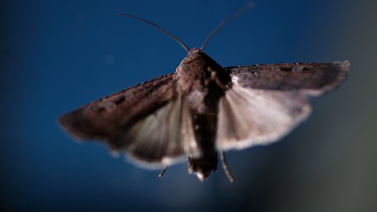 Bogong moths 