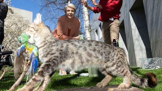 Tanya Plibersek views a demonstration of a feral cat trap during a Threatened Species Day event.