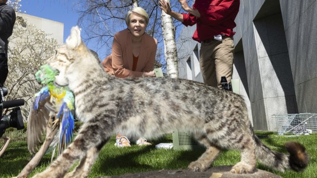 Your pet cat is part of Australia’s wildlife crisis: Tanya Plibersek