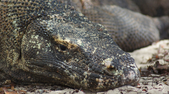 Here be dragons. A large Komodo lying on the beach.