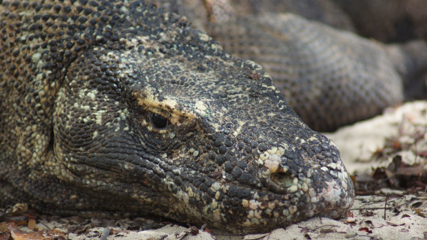 These monstrous beasts seem lazy and harmless, until they don’t