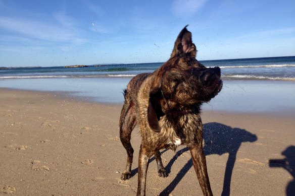 Reuben was a cross between “at least eight different dogs – all of them cranky”.