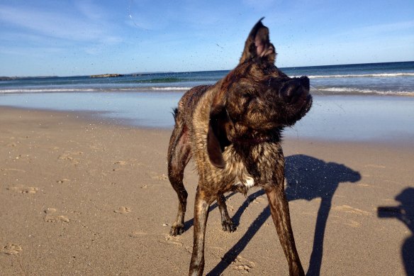 Reuben was a cross between “at least eight different dogs – all of them cranky”.