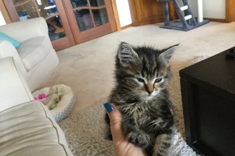 It Was Devastating Court Hears Of Pain Sick Kittens Sellers Caused