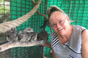 Lynette Millett, recipient of a Medal of the Order of Australia, is currently looking after tawny frogmouth chicks.