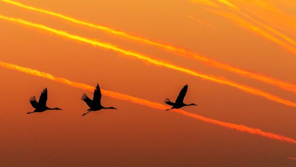 A rare sight to behold: Siberian cranes take flying training at Wuxing Farm in the eastern China’s Jiangxi Province. 