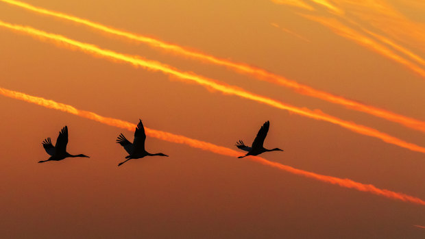 A rare sight to behold: Siberian cranes take flying training at Wuxing Farm in the eastern China’s Jiangxi Province. 