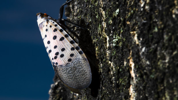 Philadelphia police asked residents to stop calling emergency services to report lanternfly sightings.
