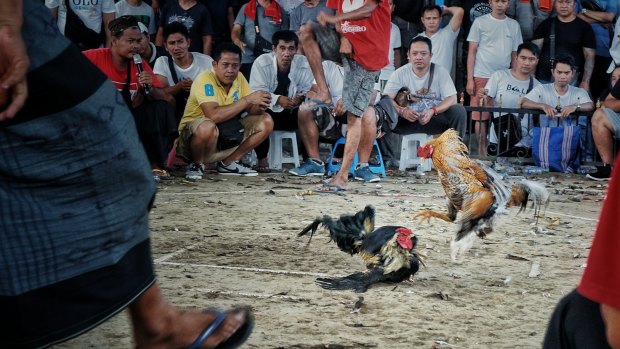 Cockfighting known as Tajen, an illegal gambling event in Bali.
