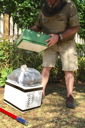 This was the second time native bees had created a hive in Ms Cameron's meter box. 