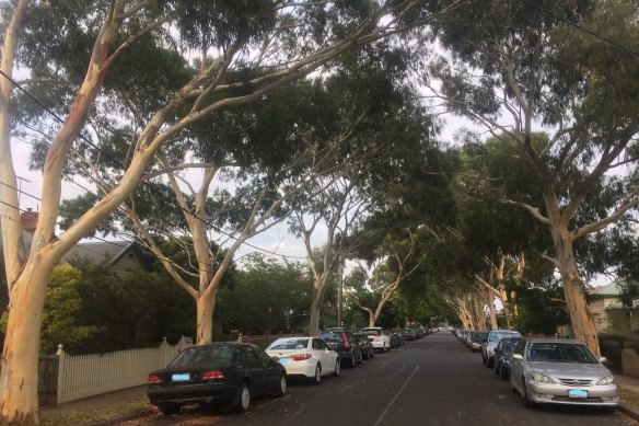 An avenue of eucalypts in Northcote.