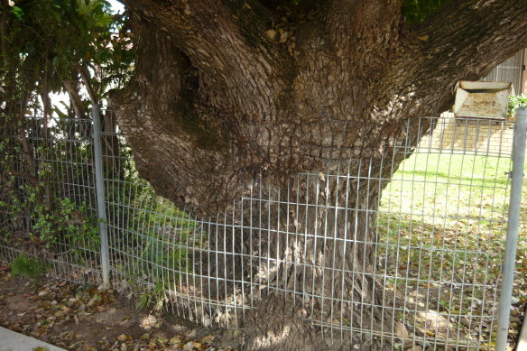 Wood you believe it? A fence-eating tree in Padstow.