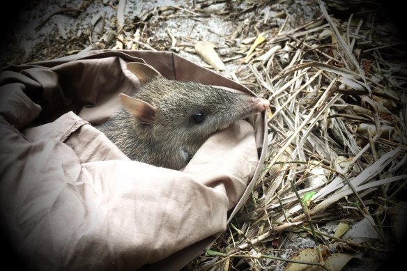 A long-nosed bandicoot captured and released as part of the research project.