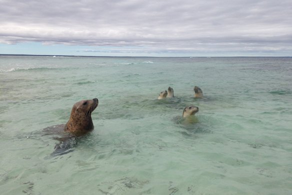 Sea lions are found along the coast from south of Esperance to north of the Abrolhos Islands.