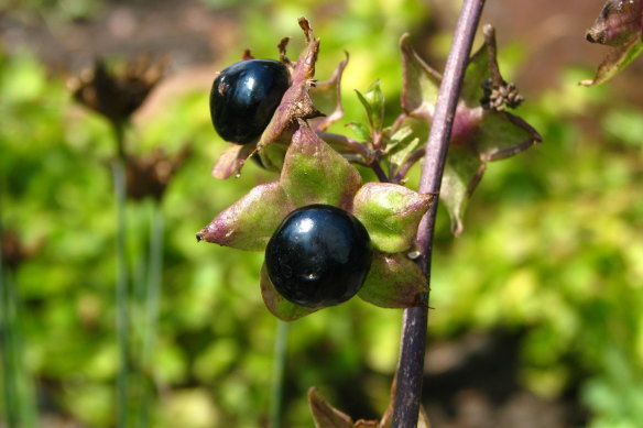 Atropa belladona is commonly known as deadly nightshade.