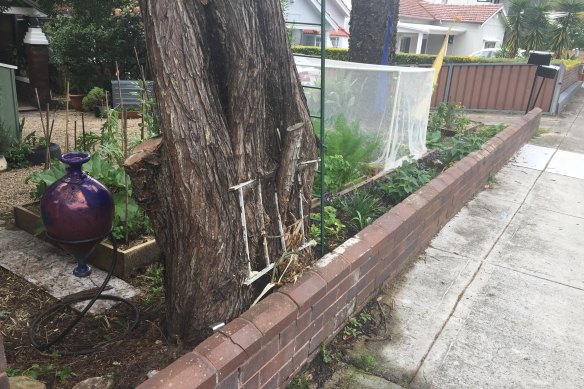 Bar none: This Earlwood tree would not completely let go of an old fence.