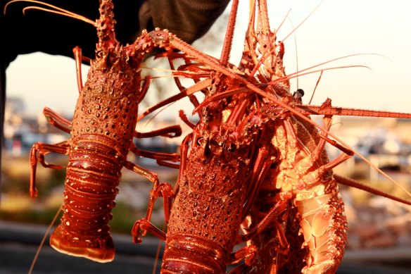 For the key month of December, the commercial fishers will be able to sell up to 400 western rock lobsters per landing to meet demand over the Christmas period.